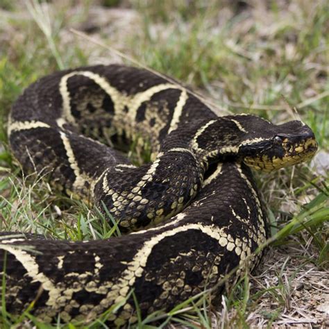 Fotos Conhe A As Serpentes Mais Perigosas Encontradas Em Sc