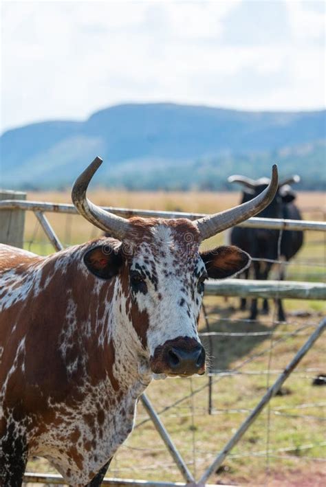 African Nguni Bulls At The Great Kraal In Zululand South Africa Stock