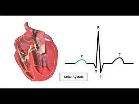 Systole Vs Diastole Ecg - Get Images