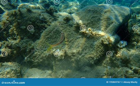 Striped Red Mullet Or Surmullet Mullus Surmuletus Undersea Aegean Sea