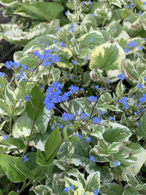 Бруннера крупнолистная (Brunnera macrophilla `Variegata`) - Бруннера ...