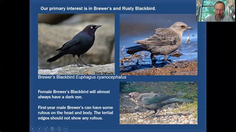 Mini Tutorial Brewer S And Rusty Blackbirds Plus Other Blackbirds