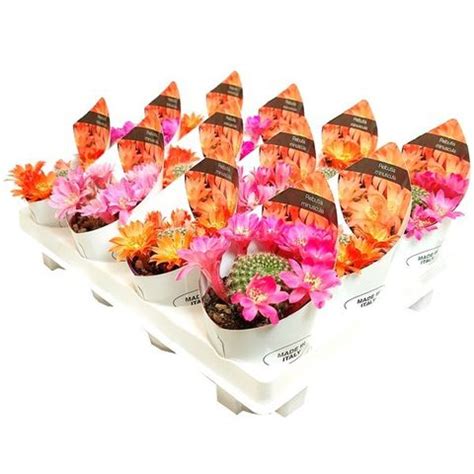 Rebutia Minuscula Plant Wholesale FlorAccess