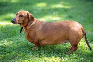 Top 7 Fattest Dog Breeds - Tevra Pet