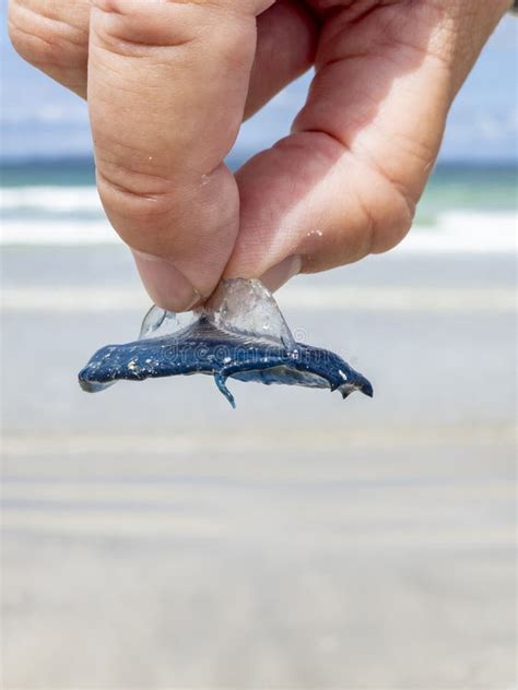 Man Holding A Single By The Wind Sailor Velella Stock Image Image Of