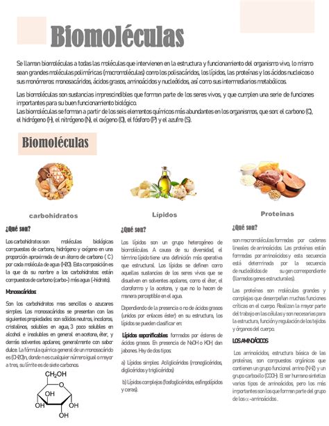 Biomoleculas Carbohidratos L Pidos Y Prote Nas Funci N