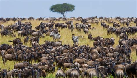 Manada Grande Del ñu En La Sabana Gran Migración Kenia Tanzania Masai