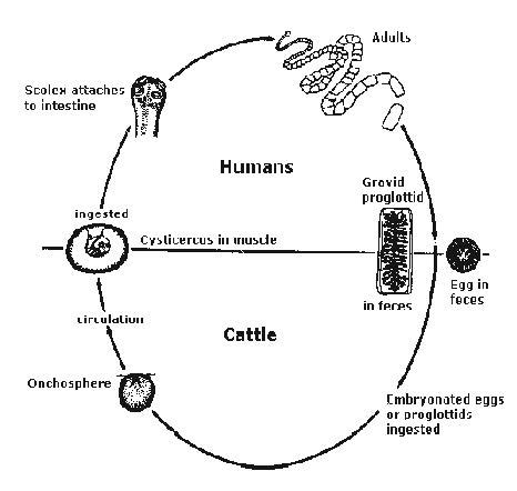 Taenia Solium Lifecycle Hindi Tapeworm Taeniasis Off