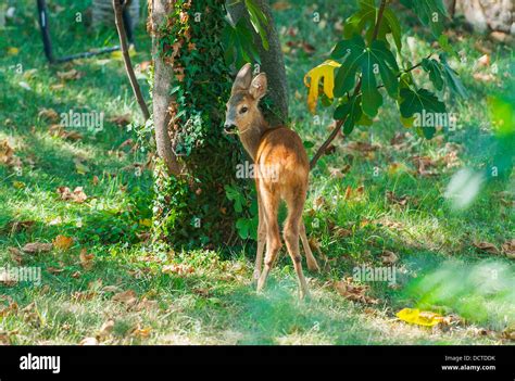 Deer in the garden Stock Photo - Alamy