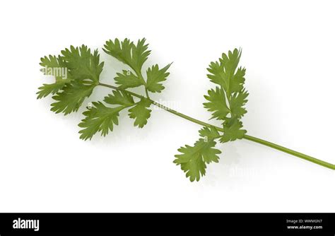 Coriander Leaf Coriander Coriandrum Sativum Stock Photo Alamy