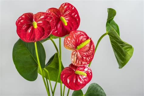 Anthurium Andraeanum Care Guide Just Houseplants