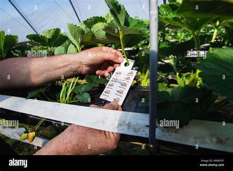 Strawberries Growing On Farm Uk Stock Photo Alamy