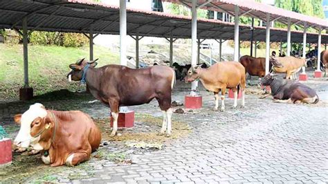 Hari Raya Idul Adha H Bp Batam Sembelih Sapi Dan Kambing