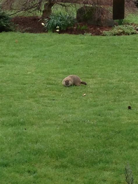 Gus the Groundhog