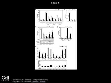 Active Caspase 1 Is A Regulator Of Unconventional Protein Secretion