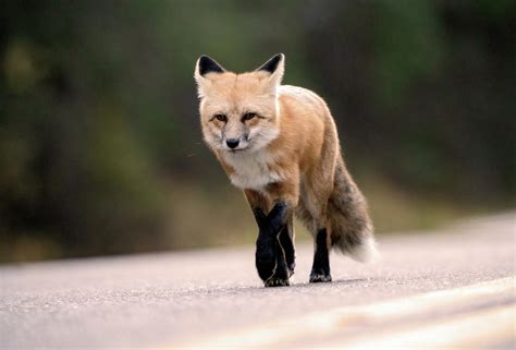 Wild Red Fox Photograph By Mark Duffy Fine Art America