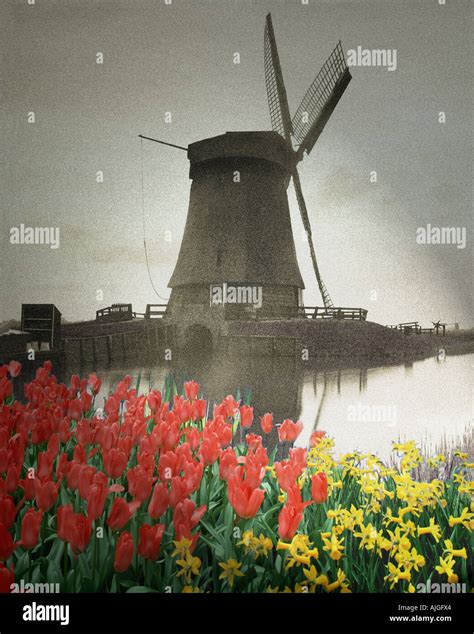 Netherlands Windmill Tulip Hi Res Stock Photography And Images Alamy