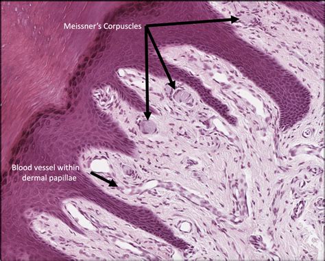 Integument Histology Notes – Medical Histology – Jacobs School of Medicine