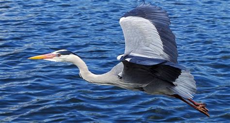 Heron Blue Bird Spirit Animal Symbolism And Meaning