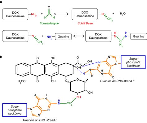 DOX intercalation and adduct formation in dsDNA; a adduct formation in... | Download Scientific ...