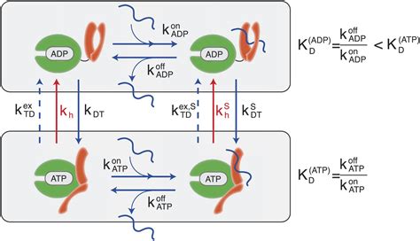 Figures And Data In Hsp70 Chaperones Are Non Equilibrium Machines That Achieve Ultra Affinity By