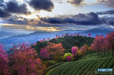 2021年无量山樱花谷盛花期与南涧无量樱花谷最佳摄影期 民摄世界官网