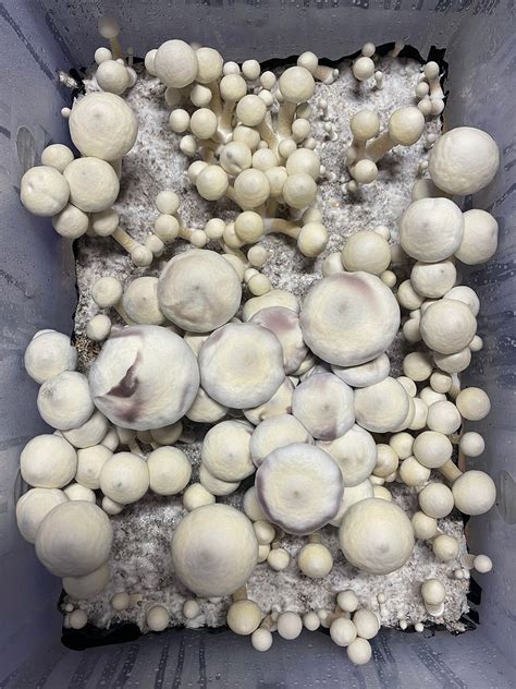 Albino Jedi Mind Fuck Colorado Cultures