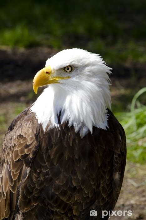 Wall Mural American Bald Eagle Haliaeetus Leucocephalus PIXERS UK