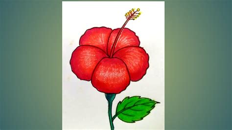 How To Draw A China Rose Easy Hibiscus Flower Drawing Step By Step For