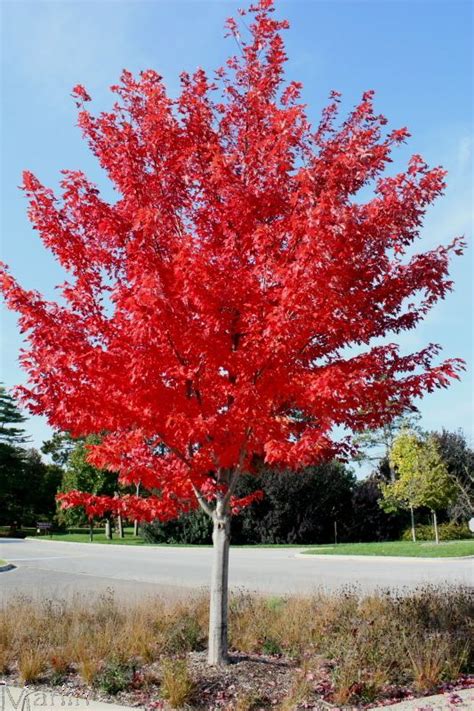 Pin By Nathan Webb On Landscape Autumn Blaze Maple Red Maple Tree