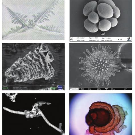 Several examples of self-organized biomimetic structures. All pictures ...