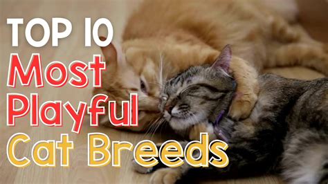 Top Most Playful Cat Breeds Youtube