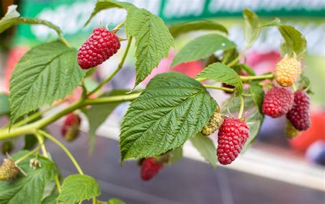 Raspberry Trees