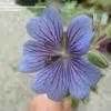 Plantfiles Pictures Geranium Dwarf Cranesbill Hardy Geranium Renard