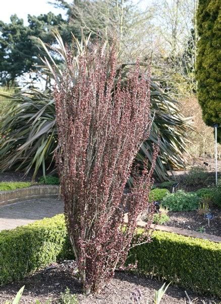 Buy Barberry Berberis Thunbergii F Atropurpurea Helmond Pillar Delivery By Waitrose Garden