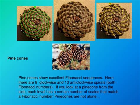 PPT - The Fibonacci Sequence in Nature PowerPoint Presentation - ID:4917120