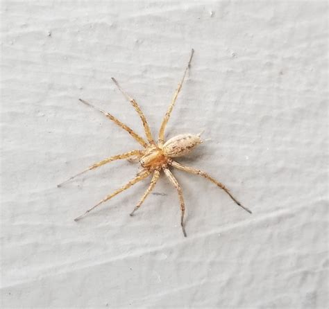 Agelenopsis Grass Spiders In Mercer Island Washington United States