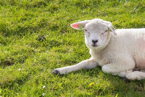 Best Lying Down Lamb Sheep Grass Stock Photos Pictures And Royalty Free