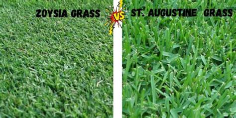 Zoysia Vs St Augustine Differences And Which Is Best To Choose Lawn Model