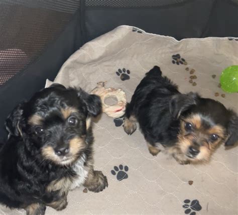 YorkiePoo Puppies For Sale Hayward CA 476502 Petzlover