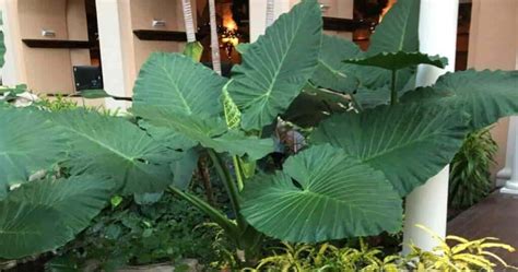 How To Grow And Care The Elephant Ear Plant Indoors