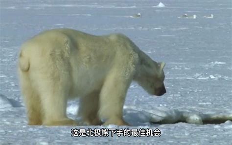 北极熊空手抓白鲸，熊生圆满了 哔哩哔哩 Bilibili