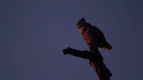 Male Great Horned Owl Hooting 11 8 2019 Forest Park St Louis Missouri Usa Youtube