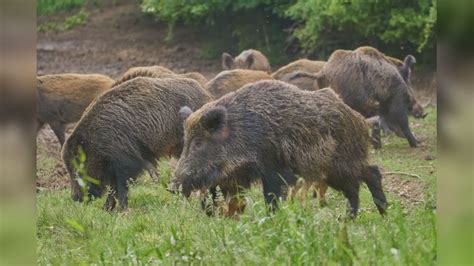 Peste Suina Africana Nuovi Casi Tra Liguria E Piemonte Telenord It