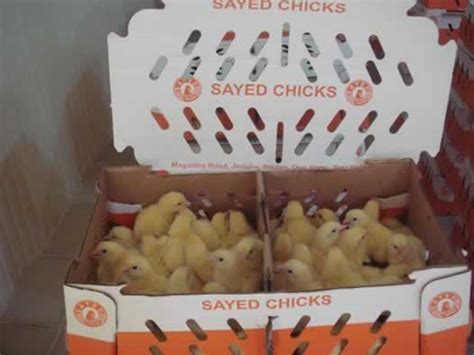 Chi Broilers Aa Arbor Acres Plus Our Marketplace