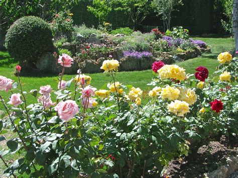 Venta De Plantas De Rosal De La Variedad Natalie Renaissance Puedes