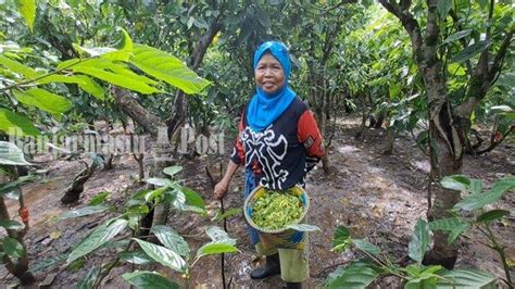 Wisata Kalsel Warga Desa Labuan Tabu Banjar Kelola Kebun Bunga Warisan