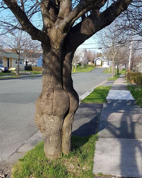 Trees That Look Like Well Butts