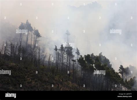 Sant Agata Di Puglia Italia Agosto L Incendio Boschivo