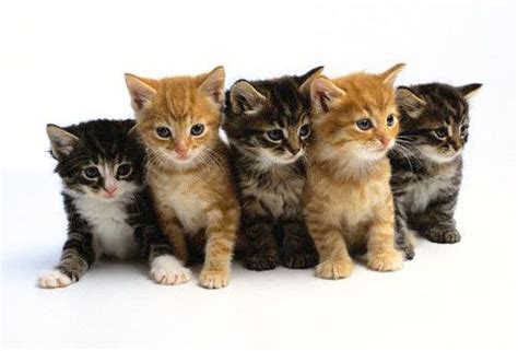 A litter of kittens usually consists of ? - The Kittens Trivia Quiz ...